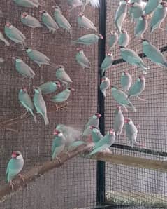 Silver java young breeder colony