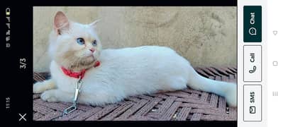 cat for sale dobal coated 3000