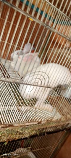 Rabbits