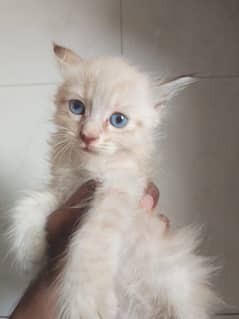 Kitten Male 2 Months (62 Days) Persian
