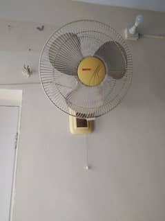 Royal fan