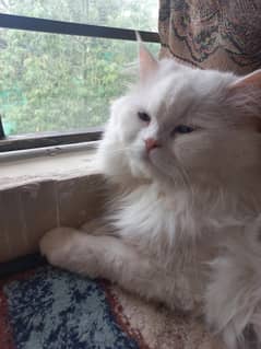 Perisian Male Cat For Adoption
