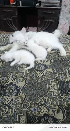 2 persian female cat available.
