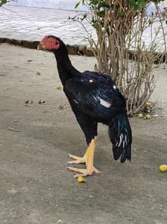 Black mushka male