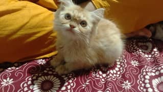 female cat 1.5 manth ki double coat