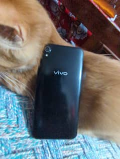 vivo