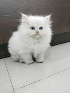 Parisian Kitten For Sale contact 03317047936 WhatsApp number