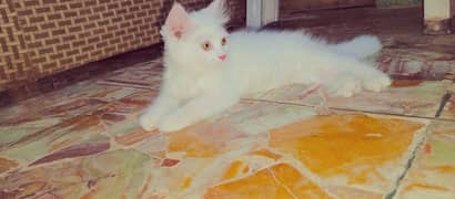 Pure White Persian Kitten Available.
