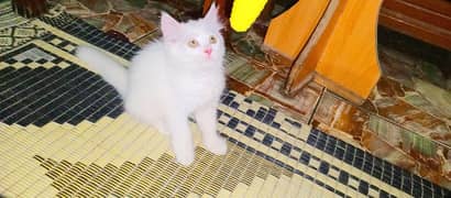 Pure White Persian Kitten Available.