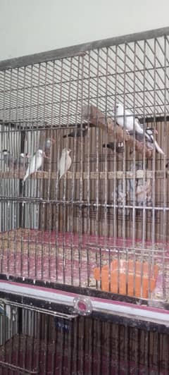 jawa birds