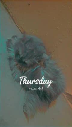 5 month cat