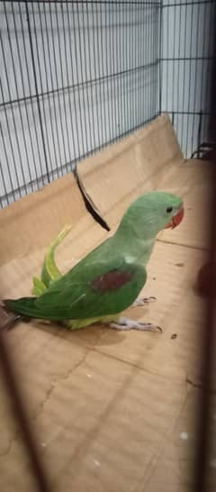 kashmiri Raw For sale Only Serious buyer Contact t me 03165411507