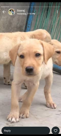 Labrador puppies