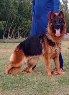 German Shepherd long coat 8 month male for sale