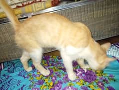 persion cat