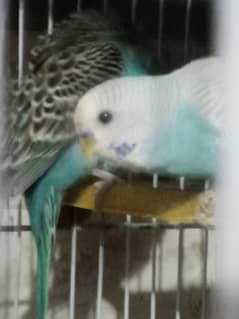 budgies