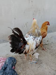 murgha