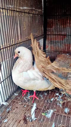 selling a pigeon