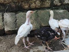 aseel heera chicks age 2 months