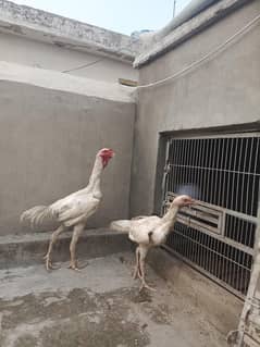 Aseel Whito Shamo Breeder Pair For Sale contact 03085688564
