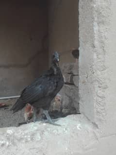 Black Ayam Cemani