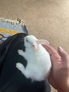 Angori rabbit kids