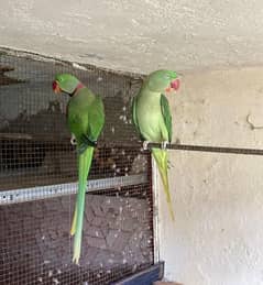 Raw Beeder pair