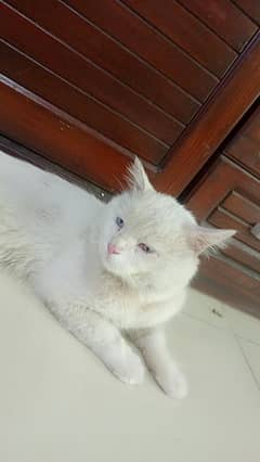 persian cat sale