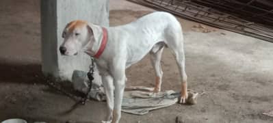 sell this dog