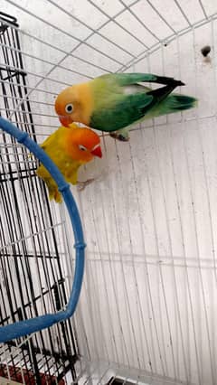 love