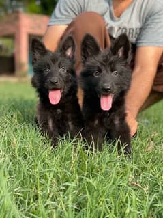 black shepherd puppy 03198435459