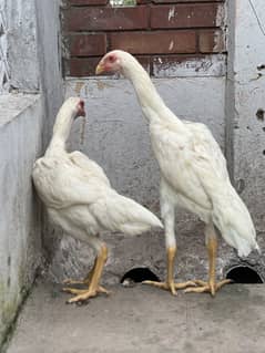 Shamo chicks | shamo patha | Shamo male | Shamo Female