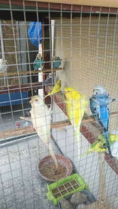 hogoromo + pale fellow love birds