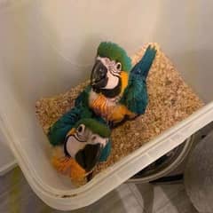 blue macaw parrot chicks for sale call 03267238870