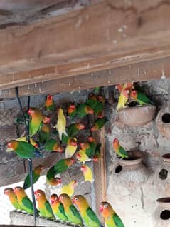 parrots