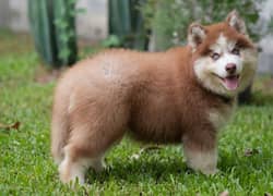 husky puppies 03198435459