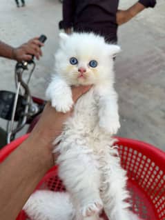 blue eyes white Persian kitten|Triple long coat |WhatsApp. 03250387943
