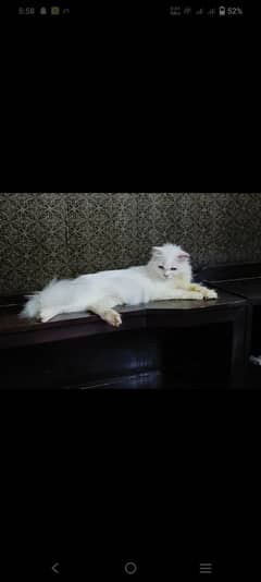 female cat