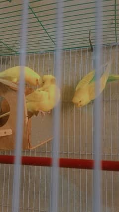1 yellow breeder budgie pair(female red eye) and female