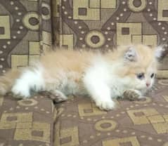 Persian triple coat kitten