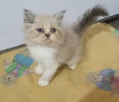 Persian triple coat kitten