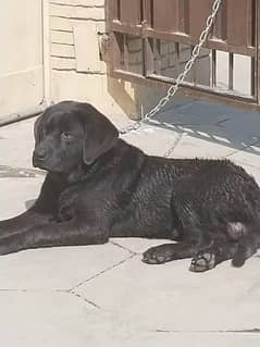 American Labra | Puppies | labrador | Dog | Labra Puppy | Labra