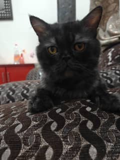 For Sale: Adorable Male Black Persian Cat!