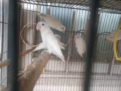 Albino
