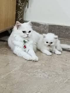 punch face persian odd eye female