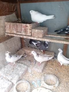 Breeder