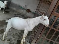 Dabbi bakri bital