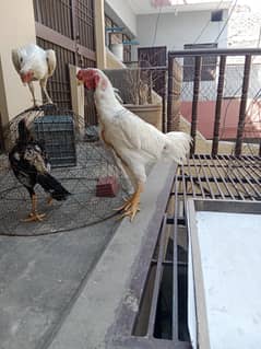 aseel shamo 4 months chick's for sale