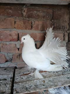 American cross breeder male