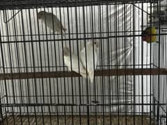 Lovebirds complete Setup for Sale